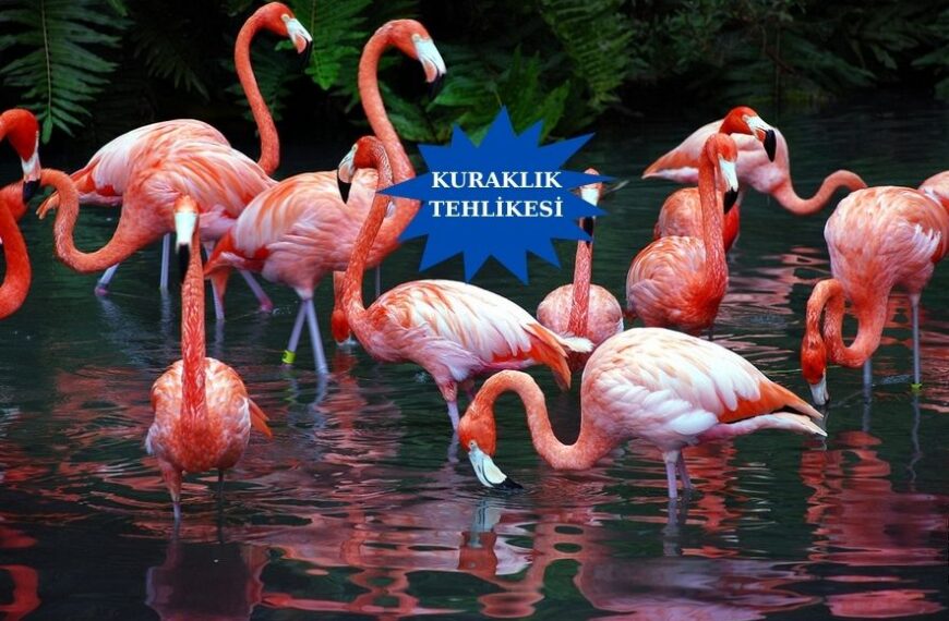 Düden Gölü’nde Flamingolar tehlike altında…