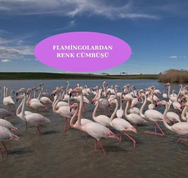 Gölbaşı’nda flamingolardan görsel şov…
