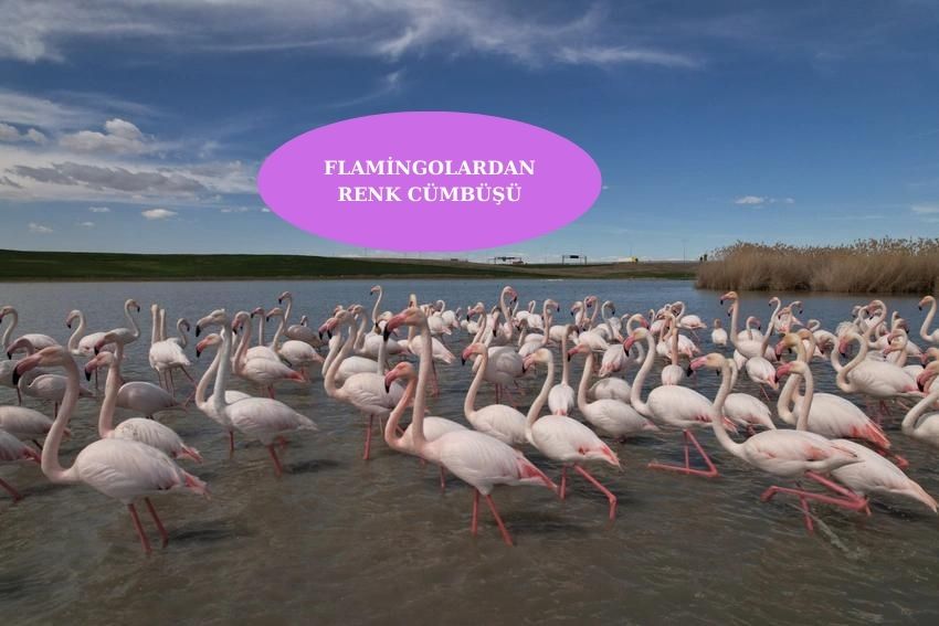 Gölbaşı’nda flamingolardan görsel şov…