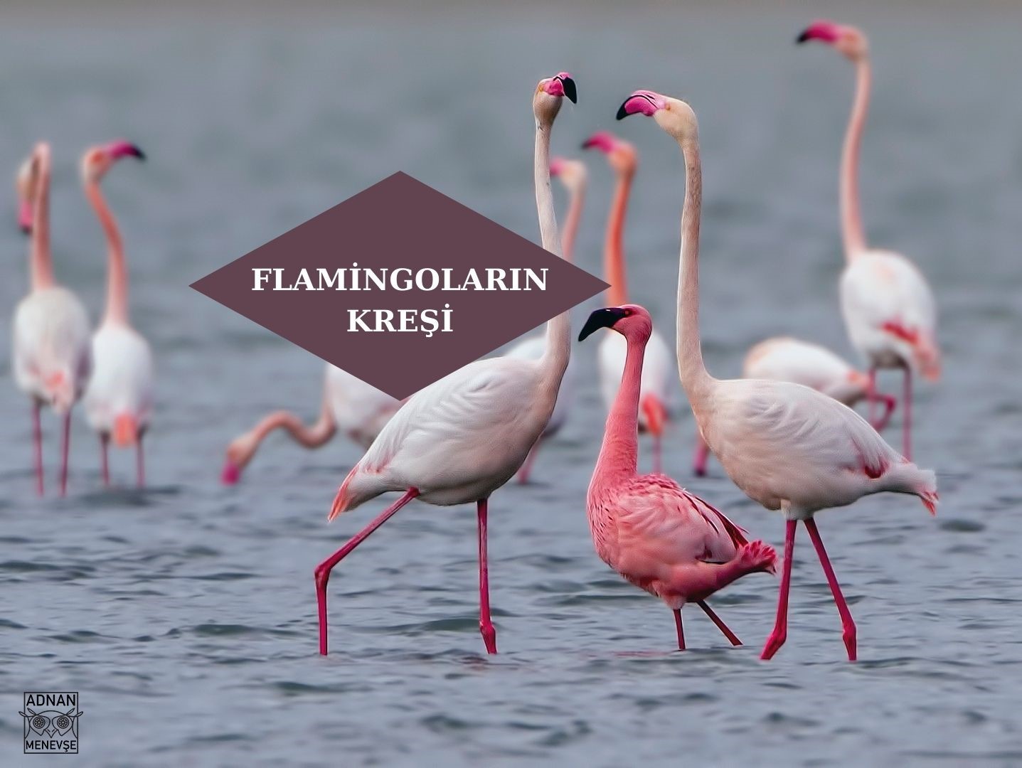 Binlerce yavru flamingo yumurtadan çıktı…