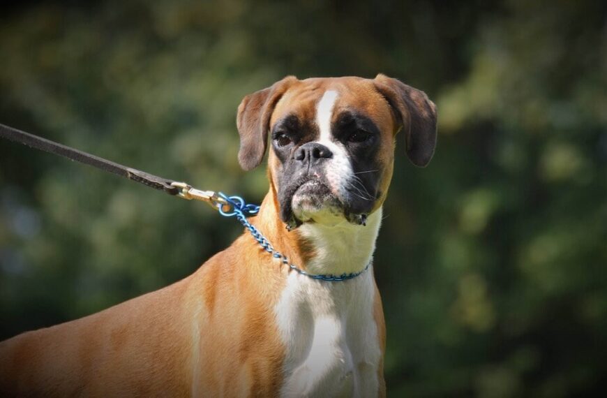 Kedi ve köpek sahipleri dikkat