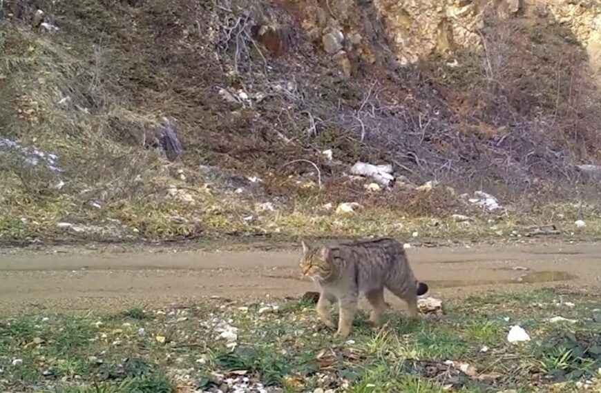 Ev kedilerinin atası fotokapana takıldı