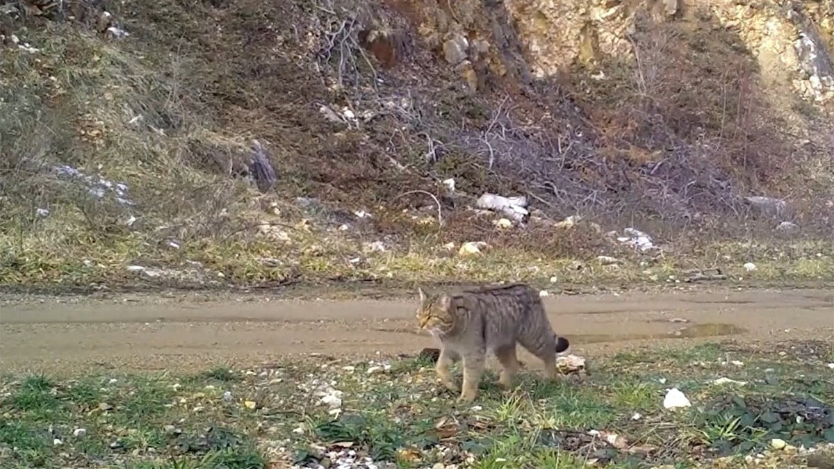 Ev kedilerinin atası fotokapana takıldı
