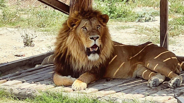 O aslan avcılar tarafından öldürüldü